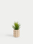 Marks & Spencer "Artificial Mini Air Plant in Bobble Ceramic Pot"